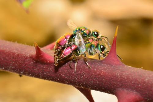 Chrysura hybrida